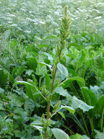 Amaranthus retroflexus
